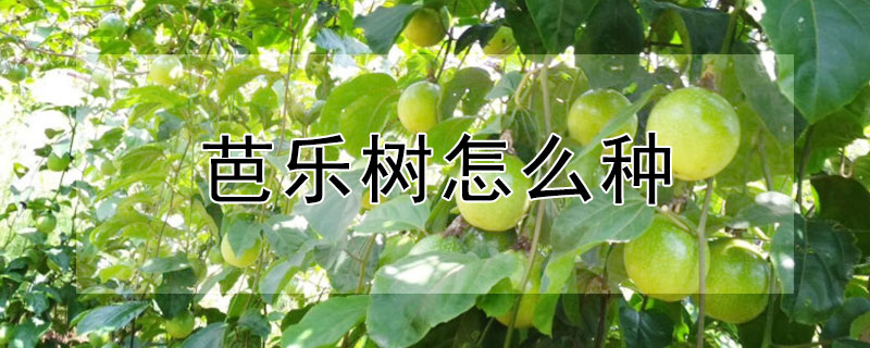 芭乐树怎么种 芭乐树苗的养护