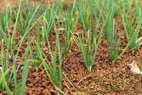 小葱籽怎么种植技术