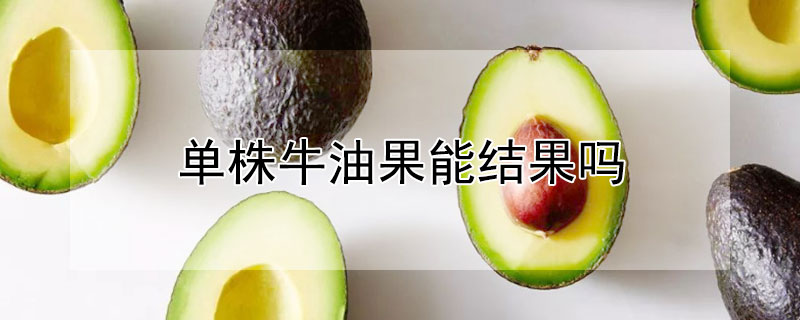 单株牛油果能结果吗（牛油果每年结几次果?）