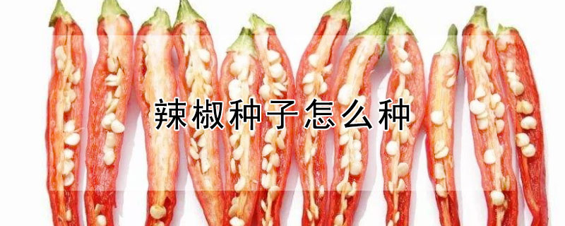 辣椒种子怎么种（辣椒种子怎么种几天出芽）