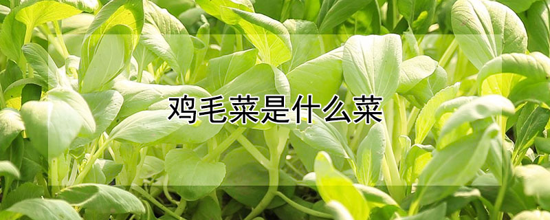 鸡毛菜是什么菜 上海鸡毛菜是什么菜
