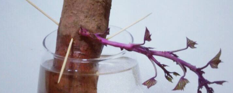 水培红薯的养殖方法和注意事项（水培红薯的养殖方法和注意事项视频）