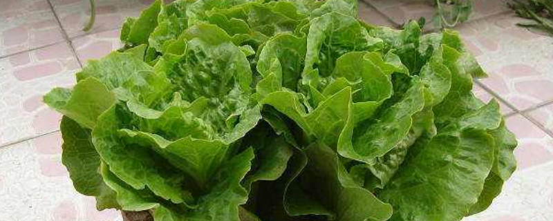 夏天35度怎样种植生菜（夏天35度怎样种植生菜视频）
