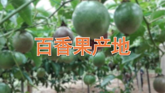百香果产地（百香果产地主要集中在哪个城市）