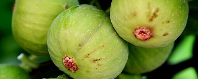 无花果树怎么养 无花果树怎么养盆栽