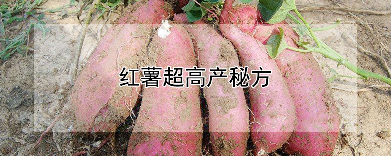 红薯超高产秘方（红薯超高产秘方大全）