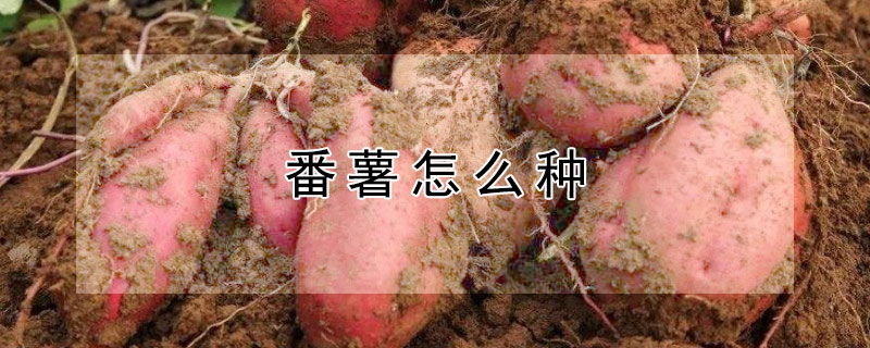 番薯怎么种 番薯怎么种植高产方法