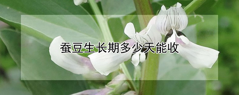蚕豆生长期多少天能收（蚕豆生长期多少天能收获）