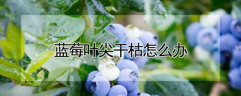 蓝莓叶尖干枯怎么办（蓝莓叶尖干枯怎么办呢）