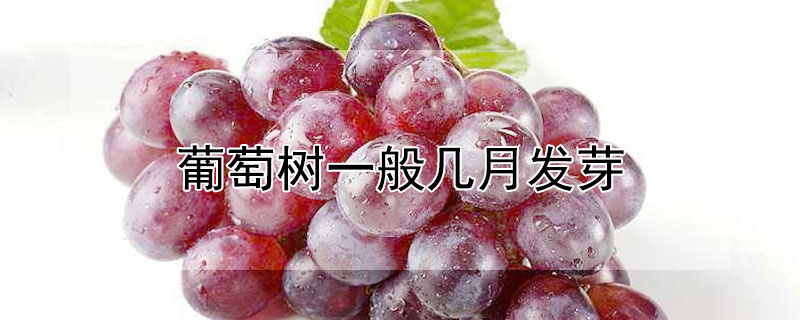 葡萄树一般几月发芽（葡萄树一般几月发芽开花）