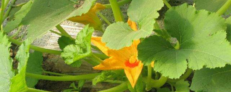 南瓜苗的种植方法和时间（南瓜苗什么时候种植）