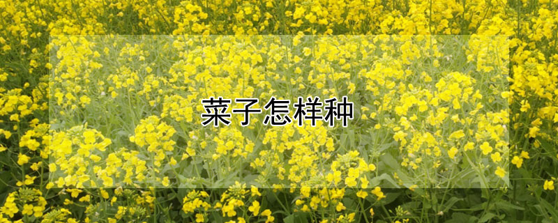 菜子怎样种（菜子怎样种植）