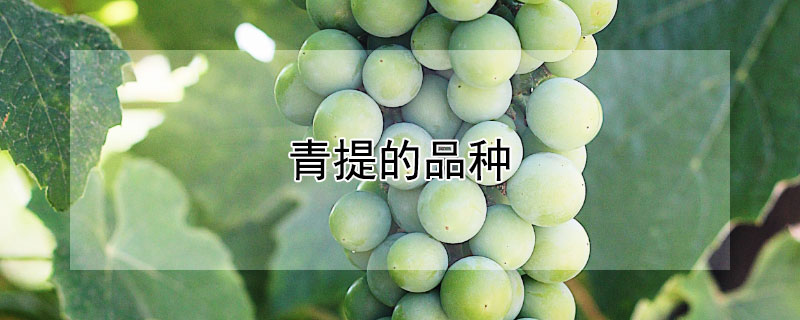青提的品种（青提品种名字及图片）