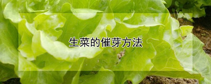 生菜的催芽方法（生菜的催芽方法是什么）