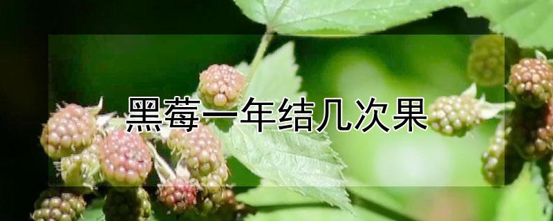 黑莓一年结几次果（黑树莓几年结果）