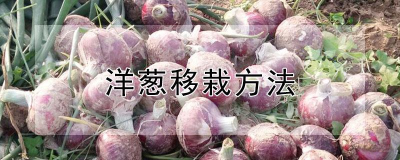 洋葱移栽方法 洋葱移栽方法图片