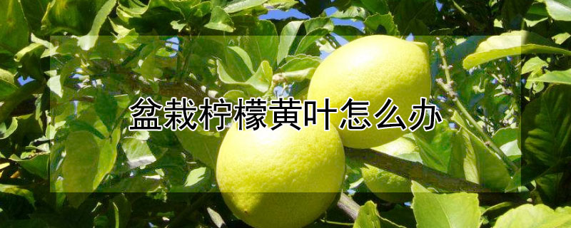 盆栽柠檬黄叶怎么办 柠檬盆栽叶子发黄掉叶子最佳治疗方法