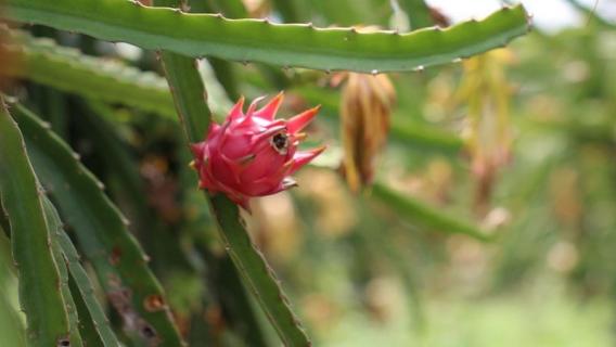 火龙果是仙人掌的果实吗（火龙果是仙人掌的果实吗能吃吗）