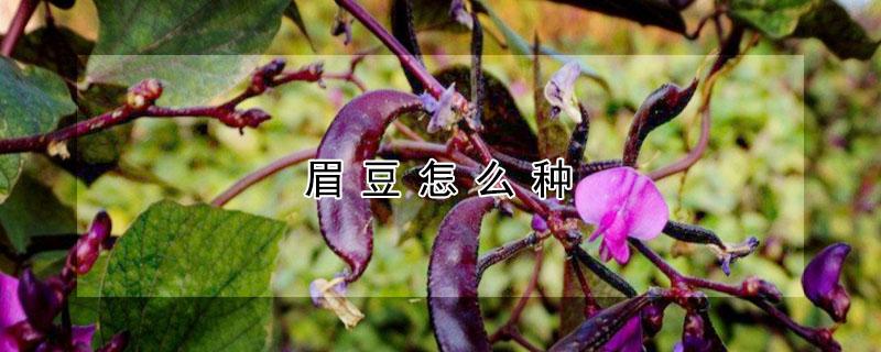 眉豆怎么种（眉豆的种植技术）