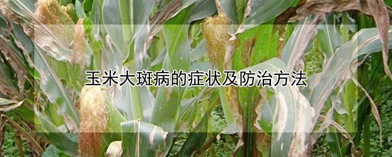 玉米大斑病的症状及防治方法（玉米大斑病的症状及防治方法）