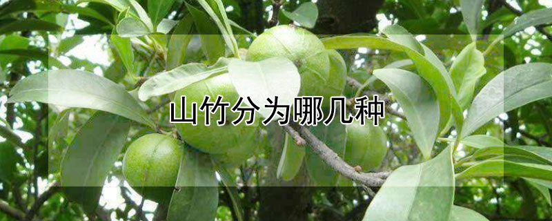 山竹分为哪几种（山竹的种类有哪些）