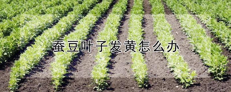 蚕豆叶子发黄怎么办 蚕豆叶子发黄怎么办用什么药