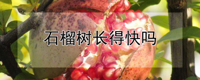 石榴树长得快吗 石榴树生长速度快吗