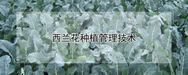 西兰花种植管理技术（西兰花种植管理技术露天病虫害图片）