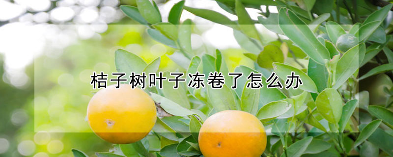 桔子树叶子冻卷了怎么办（桔子树叶子卷了了咋办）