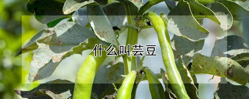 什么叫芸豆（什么叫芸豆啊你把她的图片发一下）