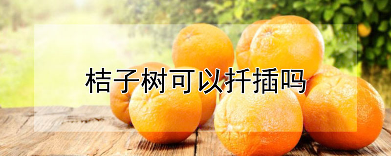 桔子树可以扦插吗（桔子树可以扦插吗视频）