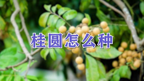 桂圆怎么种（桂圆怎么种植盆栽）