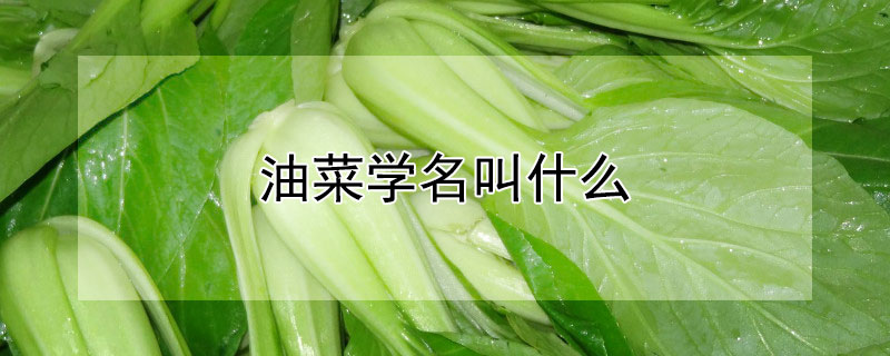 油菜学名叫什么 油菜学名是什么