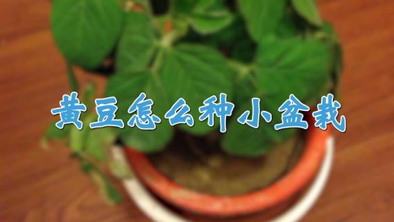 黄豆怎么种小盆栽 黄豆怎么种小盆栽好