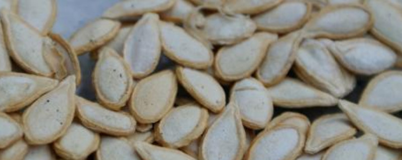 南瓜种浸泡几小时催芽（南瓜泡种多少时间催芽）