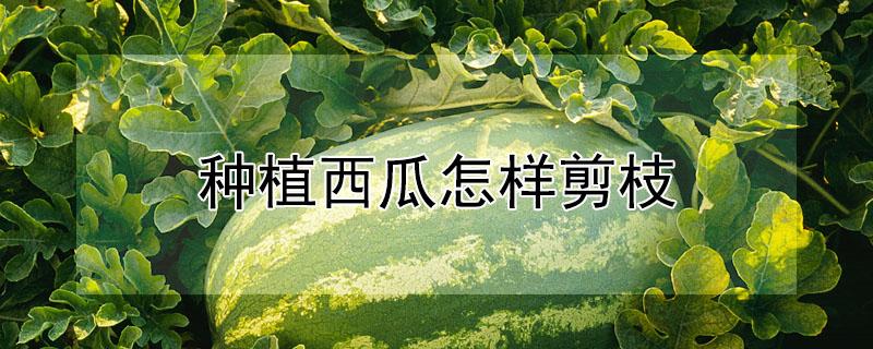 种植西瓜怎样剪枝 种植西瓜怎样剪枝视频