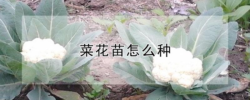 菜花苗怎么种（菜花苗怎么种出来的）