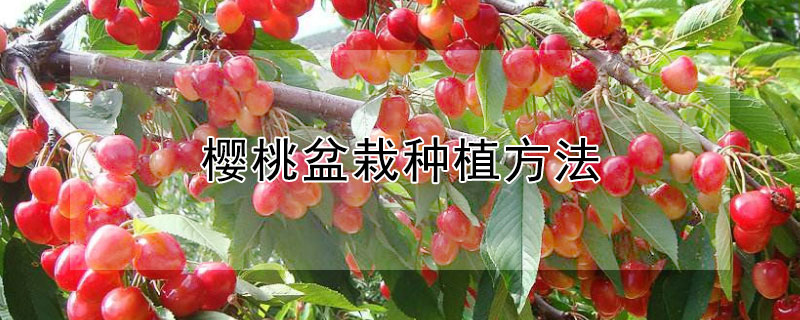 樱桃盆栽种植方法 樱桃盆栽种植方法和技术