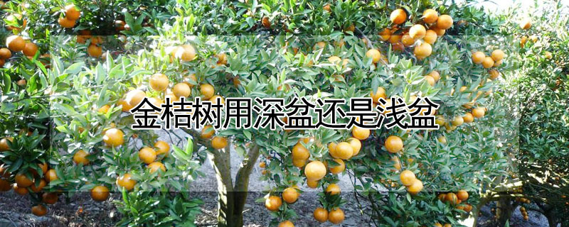 金桔树用深盆还是浅盆（金桔树用深盆还是浅盆养）