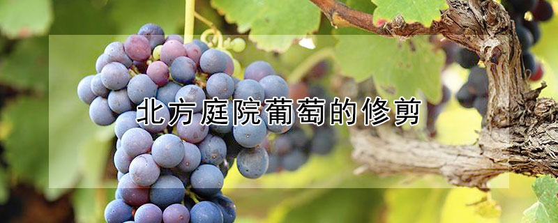 北方庭院葡萄的修剪（北方庭院葡萄的修剪怎样培养主枝）