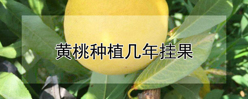 黄桃种植几年挂果（种黄桃二年能挂果吗）