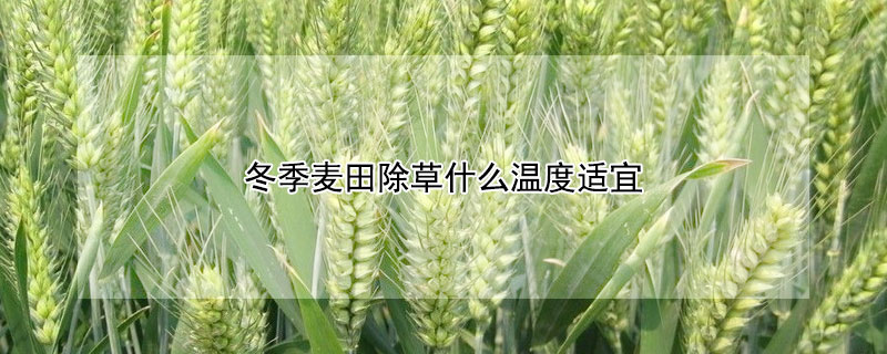 冬季麦田除草什么温度适宜（冬季麦田除草的最佳温度）