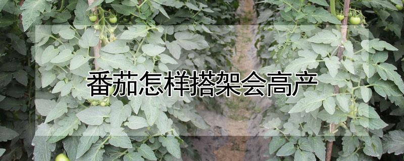 番茄怎样搭架会高产 番茄不搭架能收成吗