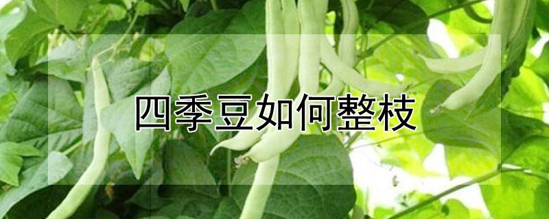 四季豆如何整枝 四季豆如何整枝修蔓