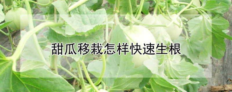 甜瓜移栽怎样快速生根 甜瓜定植后如何速生根