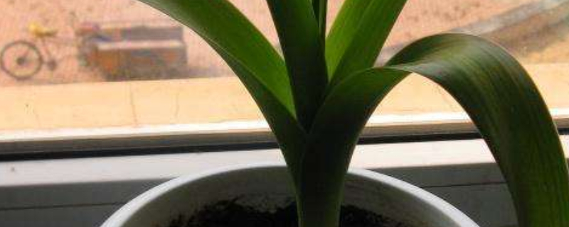 怎么种盆栽洋葱 怎样种洋葱盆栽