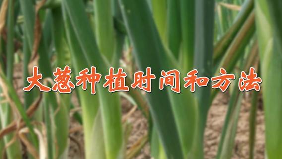 大葱种植时间和方法（章丘大葱种植时间和方法）