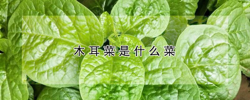 木耳菜是什么菜 木耳菜是什么菜长什么样