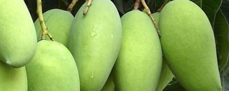 芒果怎么种植方法（芒果怎么种植方法北方）