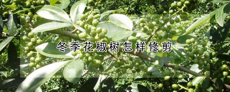冬季花椒树怎样修剪 冬季花椒树怎样修剪枝条